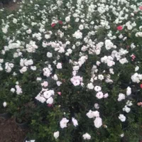 گل رزعطری.رزهلندی. نسترن سفید. هفت رنگ. ساناز|گل و گیاه طبیعی|کرج, ملک‌آباد|دیوار