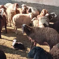 فروش گوسفند زنده ارسال درب منزل با باسکول|حیوانات مزرعه|تهران, افسریه شمالی|دیوار