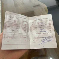سگ پودل|سگ|تهران, نعمت‌آباد|دیوار