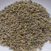 فروش بذر جعفری