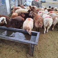 کل مناطق تهران گوسفند زنده بهداشتی گوشتی در محل|حیوانات مزرعه|تهران, سازمان برنامه|دیوار