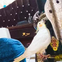 عروس هلندی گمشده|حیوانات|اصفهان, شهرک کاوه|دیوار