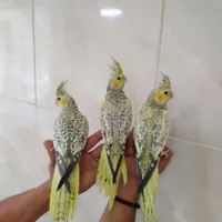 عروس هلندی جوجه دو ماه تازه دونخور|پرنده|اصفهان, رحیم‌آباد|دیوار