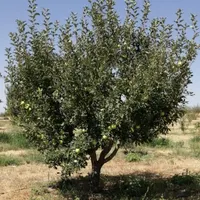 باغ 1804متر در ایشلق با انواع درختان و آب چاه عمیق|فروش دفتر صنعتی، کشاورزی، تجاری|میانه, |دیوار