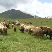 گوسفند از ۶میلیون به بالا باهرتوان مالی