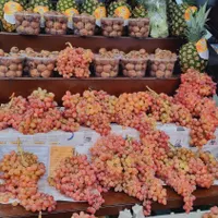 اجاره مغازه میوه فروشی
