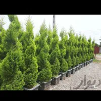 گل و گیاه و درخت|گل و گیاه طبیعی|تهران, هفت حوض|دیوار
