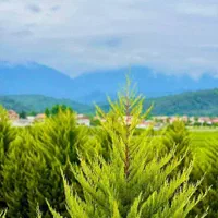 ویلانیم پیلوت جنگلی/مبله کامل/مدارک قابل استعلام|فروش خانه و ویلا|نور, |دیوار