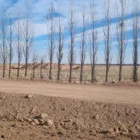 فروش ۱ هکتار زمین کشاورزی منطقه دشت آبی|فروش دفتر صنعتی، کشاورزی، تجاری|کرج, رجب‌آباد|دیوار