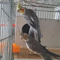جفت عروس هلندی مولد