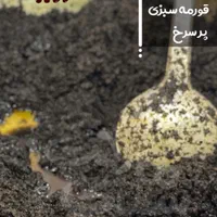 سبزی خورشتی پُرسرخ و معطر با ضمانت مرجوعی|خوردنی و آشامیدنی|قم, باسکول|دیوار
