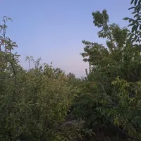 ۱۲۰۰مترباغ دور دیوار