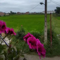 اجاره کوتاه مدت ویلا، سوئیت|اجارهٔ کوتاه‌مدت آپارتمان و سوئیت|چالوس, |دیوار