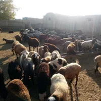 گوسفند فروشی زنده باباسکول دیجیتالی باکشتارگا مجهز|حیوانات مزرعه|کرج, باغستان|دیوار