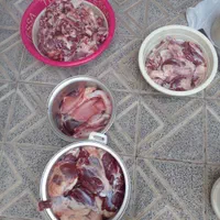 گوسفند زنده بهداشتی از وزن 35کیلوبه بالا باقصاب|حیوانات مزرعه|قدس, |دیوار