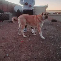 سگدزدیده شده