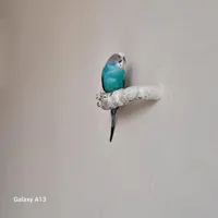 مرغ عشق گمشده