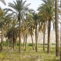 بار درخت نخل رسید|خدمات باغبانی و درختکاری|رامسر, |دیوار