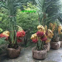 نخل برحی و غیره  خرما درخت نهال خرید فروش