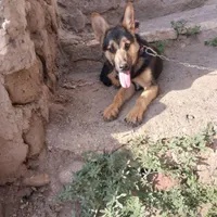 سگ ژرمن