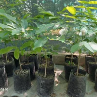 فروش نهال گردو چندلر|خدمات باغبانی و درختکاری|ساری, |دیوار