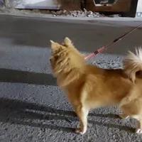 سگ گمشده