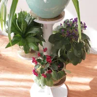 جای گلدان ۵ تایی فومیزه|گل و گیاه طبیعی|اصفهان, باغ فدک|دیوار