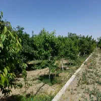 باغ ۳۵۰۰متری سند دار شاندیز گراخک|فروش زمین و ملک کلنگی|مشهد, وکیل‌آباد|دیوار