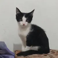 واگذاری یک گربه ناز و ملوس