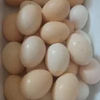 تخم مرغ