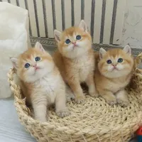 مجموعه گربهها/ گوگولی و بامزه
