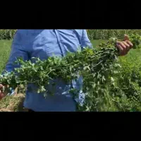 تخم علف اصیل بم باردهی تابستان زمستان