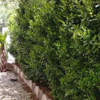 خدمات تخصصی باغبانی و فضای سبز ویلا وباغ