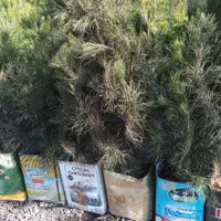 پرتقال نارنج لیمو خرمالو گلدانی نهال درخت درختچه|گل و گیاه طبیعی|تهران, باغ خزانه|دیوار