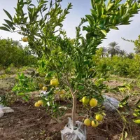 فروش انواع نهال گرمسیری مثمر و غیر مثمر|خدمات باغبانی و درختکاری|بوشهر, |دیوار