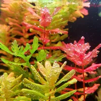 گیاه روتالا تولونادنسیس Rotala Tulunadensis|ماهی|تهران, یوسف‌آباد|دیوار