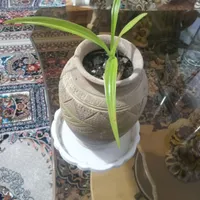 سلام ، گل آپارتمانی جوان خاک برگ و گلدان سرامیکی|گل و گیاه طبیعی|فولادشهر, مسکن مهر فولادشهر|دیوار