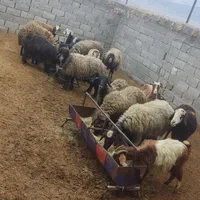 گوسفند عید قربان بره کره چپش قوچ نری بز میش|حیوانات مزرعه|کرمان, |دیوار