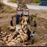 دامداری البرز عرضه گوسفند زنده فروش|حیوانات مزرعه|پرند, |دیوار