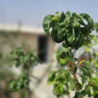 سندتکبرگ باغ ۱۱۵ متر باغچه کلید تحویل نقلی زمین|فروش خانه و ویلا|شهریار, اصیل آباد|دیوار