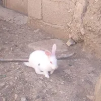 خرگوش فروشی