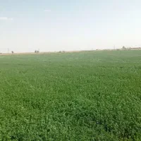 زمین کشاورزی به متراژ 87500 متر|فروش دفتر صنعتی، کشاورزی، تجاری|قم, آزادگان|دیوار