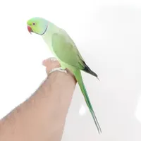 دنیای پرندگان بهزاد شاه طوطی ملنگو گیرینچیک راهب|پرنده|تهران, نواب|دیوار
