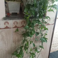 گل طبیعی|گل و گیاه طبیعی|جوانرود, |دیوار