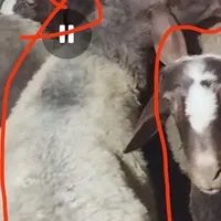 گوسفند گم شده