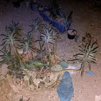 گل کاکتوس|گل و گیاه طبیعی|اصفهان, دنارت|دیوار