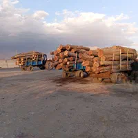 خرید انواع درخت و چوب|خدمات باغبانی و درختکاری|تویسرکان, |دیوار