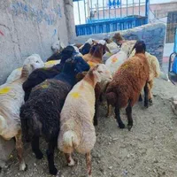 گوسفند زنده برادران* افشار * با کشتارگاه تمیز|حیوانات مزرعه|کرج, باغستان|دیوار