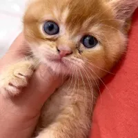 گربه کوچولو|گربه|ساری, |دیوار