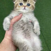 گربه های گوگولی مگولی پگولی